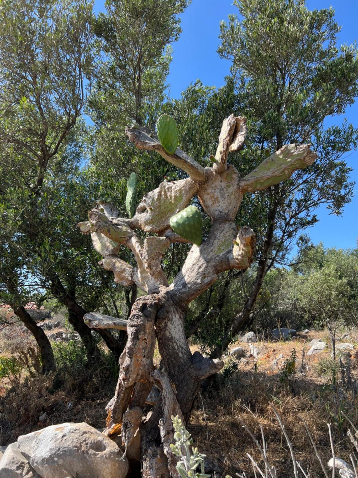 Koukouri Village Kafiona Esterno foto